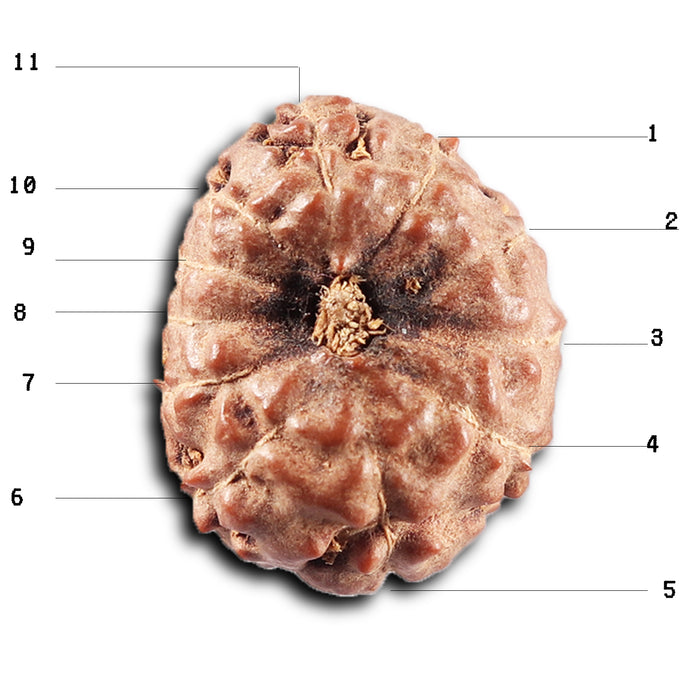 11 Mukhi Indonesian Rudraksha - Bead No. 270