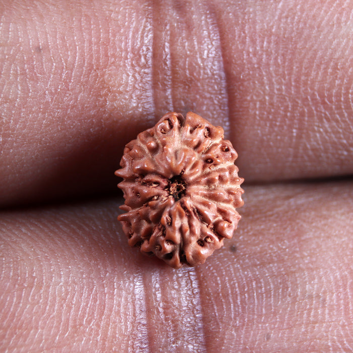 11 Mukhi Indonesian Rudraksha - Bead No. 269