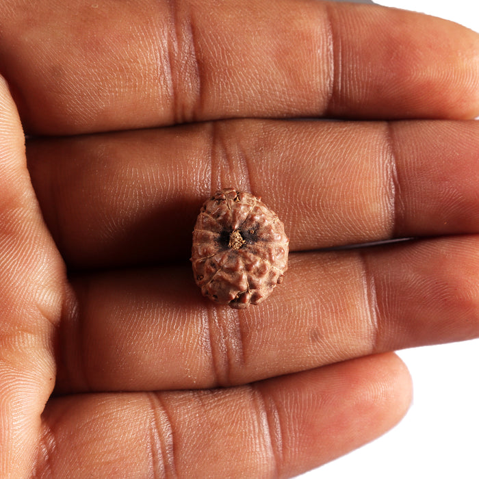 11 Mukhi Indonesian Rudraksha - Bead No. 270