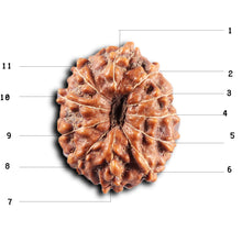 Load image into Gallery viewer, 11 Mukhi Indonesian Rudraksha - Bead No. 272
