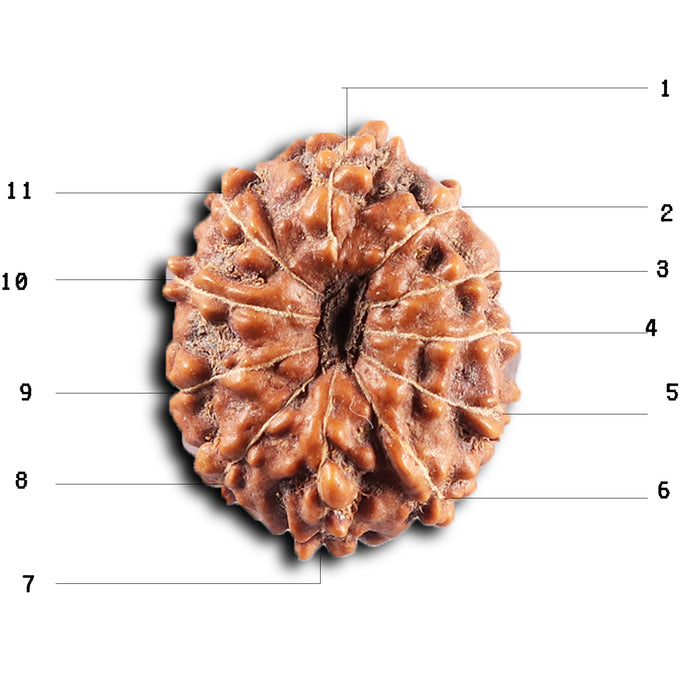 11 Mukhi Indonesian Rudraksha - Bead No. 272