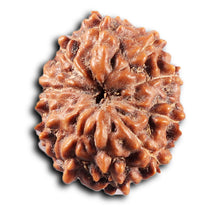Load image into Gallery viewer, 11 Mukhi Indonesian Rudraksha - Bead No. 272
