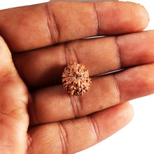 Load image into Gallery viewer, 11 Mukhi Indonesian Rudraksha - Bead No. 272
