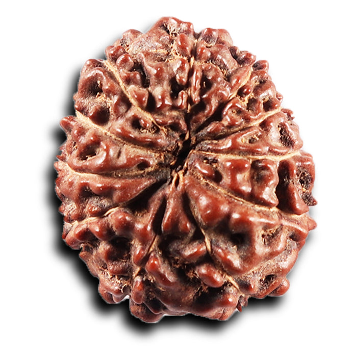 11 Mukhi Indonesian Rudraksha - Bead No. 273
