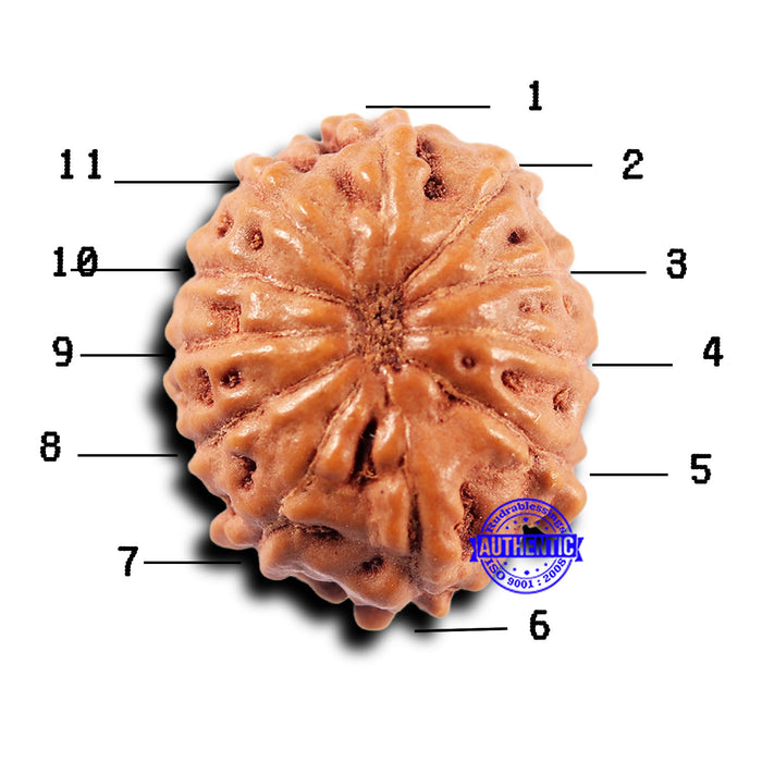 11 Mukhi Indonesian Rudraksha - Bead No.227