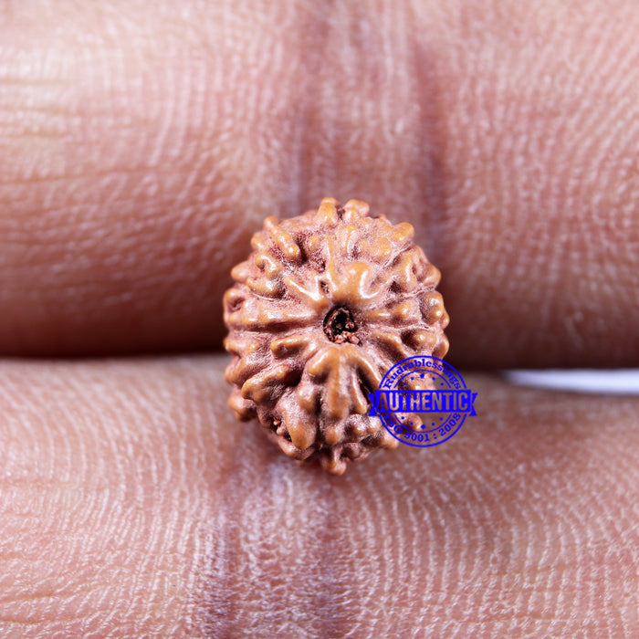11 Mukhi Indonesian Rudraksha - Bead No.227