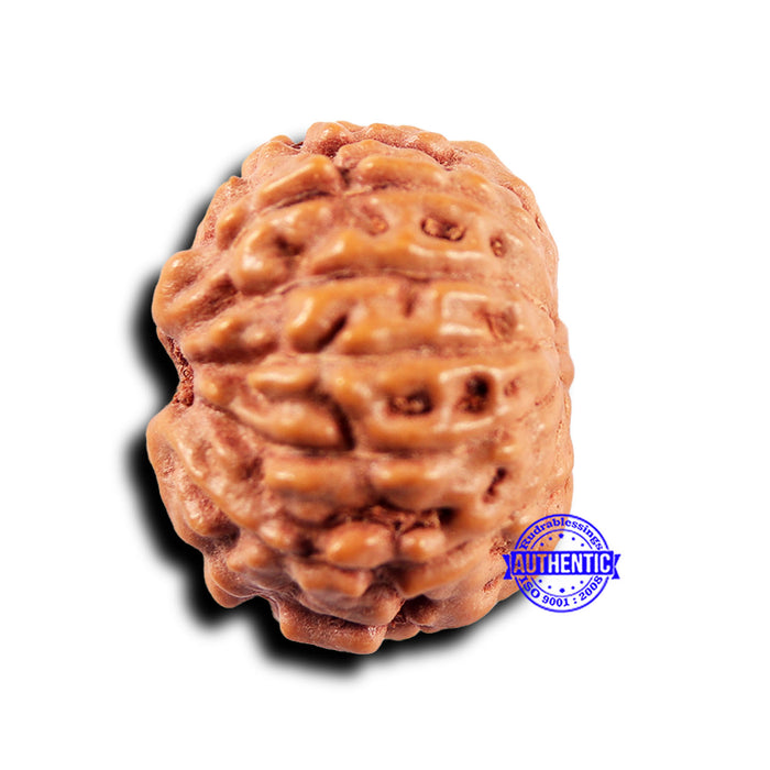 11 Mukhi Indonesian Rudraksha - Bead No.227