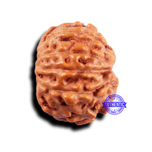 Load image into Gallery viewer, 11 Mukhi Indonesian Rudraksha - Bead No.227
