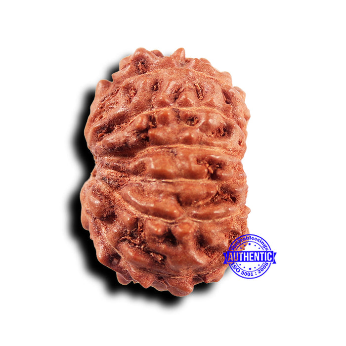 11 Mukhi Indonesian Rudraksha - Bead No.228