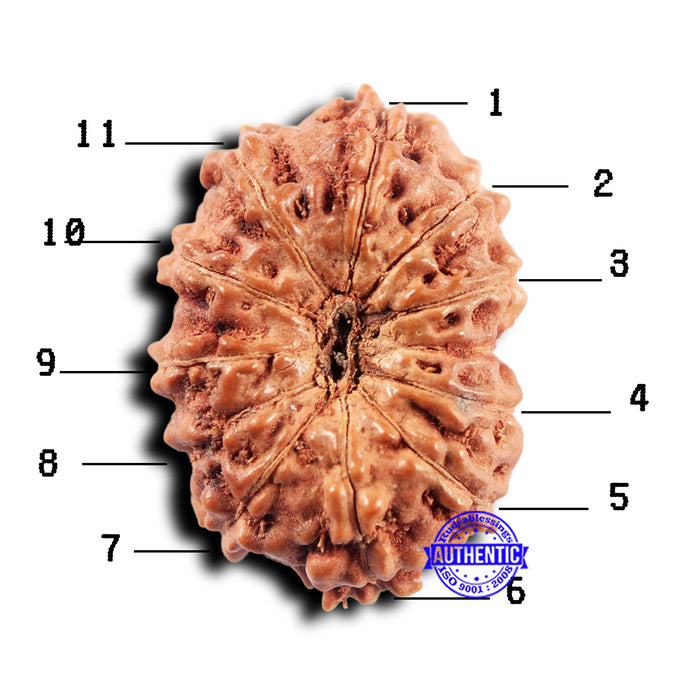 11 Mukhi Indonesian Rudraksha - Bead No.231