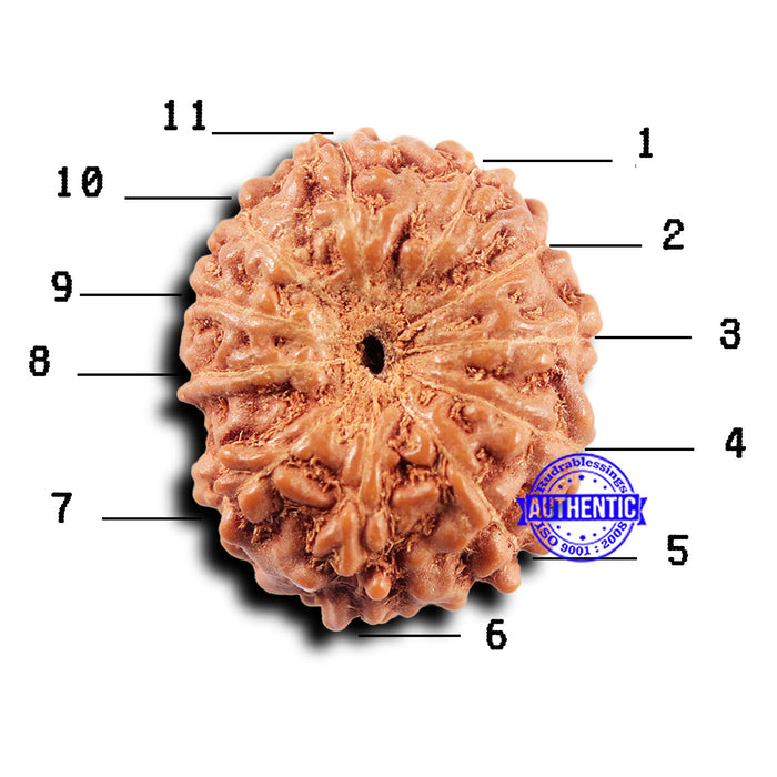 11 Mukhi Indonesian Rudraksha - Bead No.233