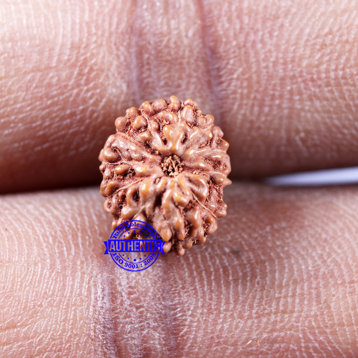 11 Mukhi Indonesian Rudraksha - Bead No.233