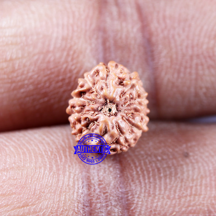 11 Mukhi Indonesian Rudraksha - Bead No.234