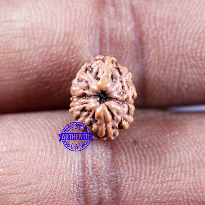 11 Mukhi Indonesian Rudraksha - Bead No.235
