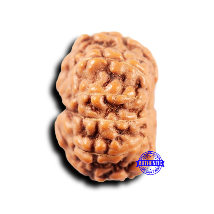 11 Mukhi Indonesian Rudraksha - Bead No.235