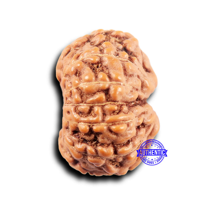 11 Mukhi Indonesian Rudraksha - Bead No.235