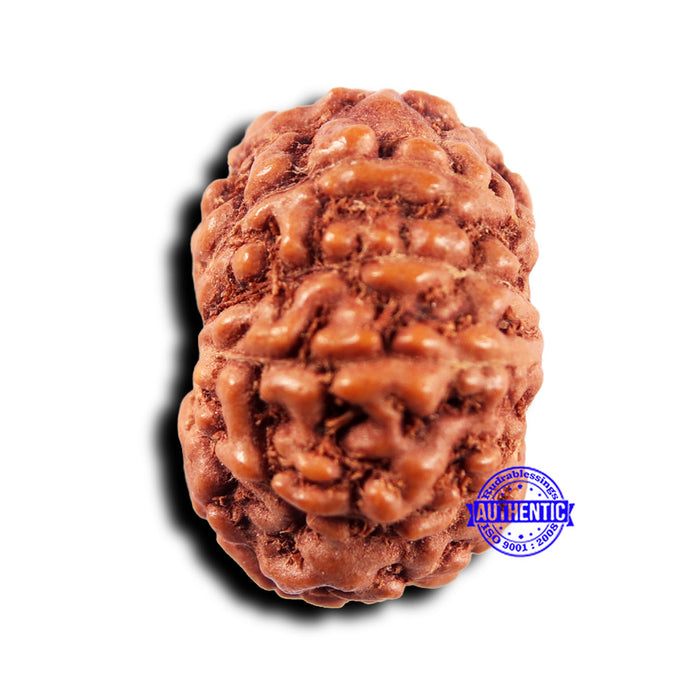 11 Mukhi Indonesian Rudraksha - Bead No.237