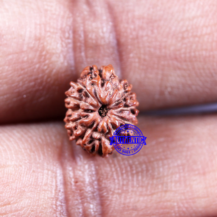 11 Mukhi Indonesian Rudraksha - Bead No.238