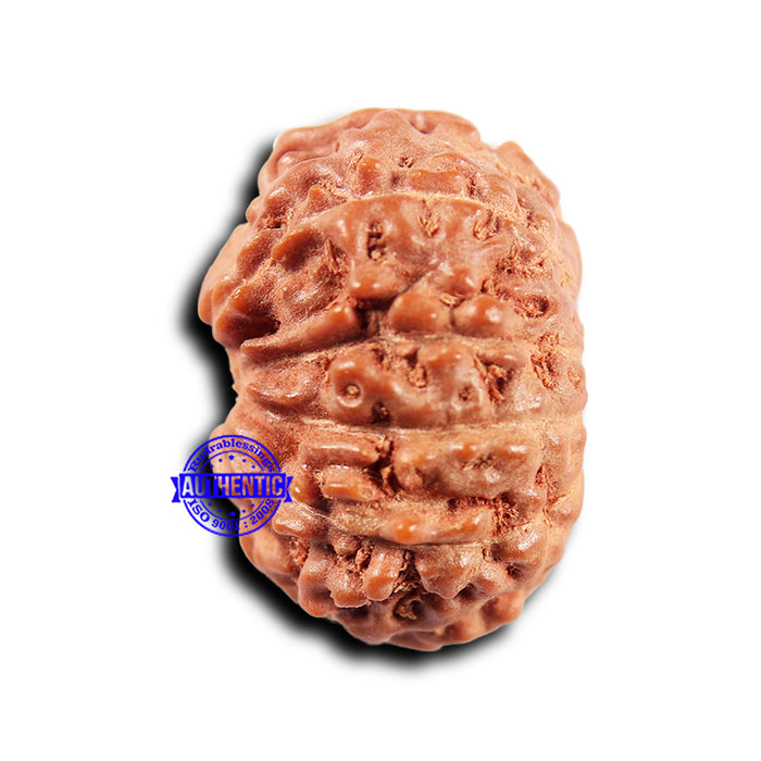 11 Mukhi Indonesian Rudraksha - Bead No.241