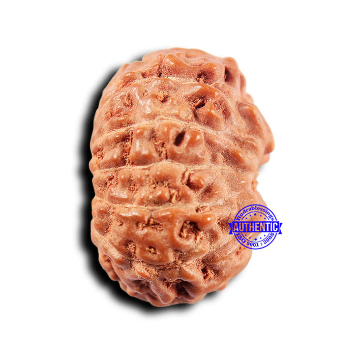 11 Mukhi Indonesian Rudraksha - Bead No.241