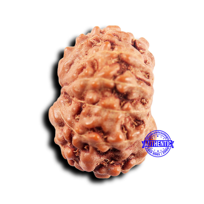 11 Mukhi Indonesian Rudraksha - Bead No.243