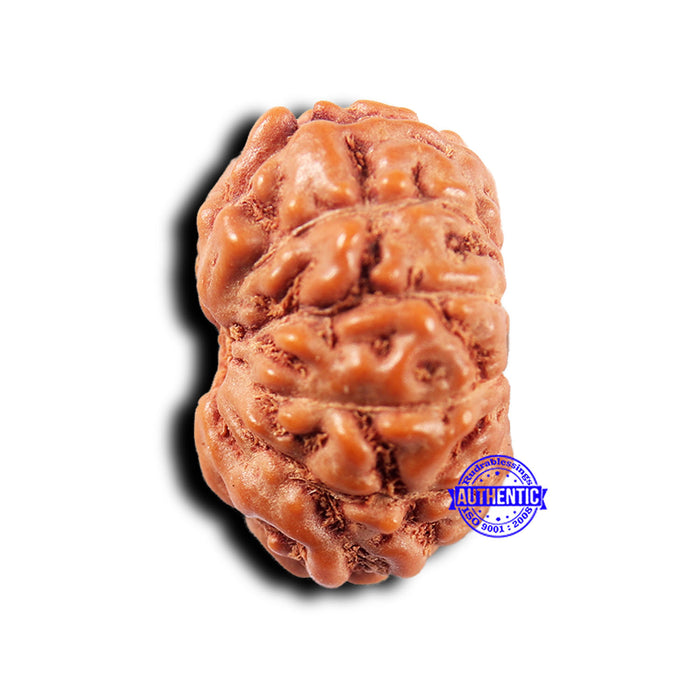 11 Mukhi Indonesian Rudraksha - Bead No.244