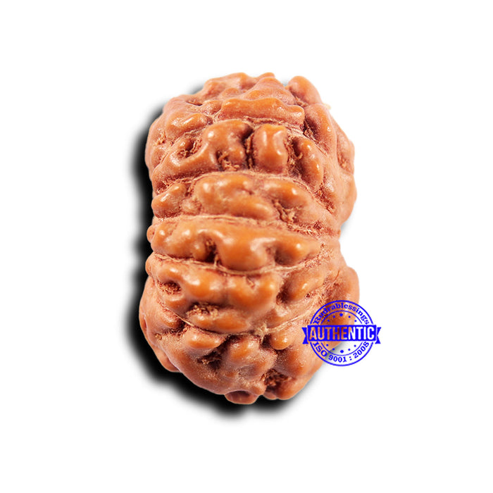 11 Mukhi Indonesian Rudraksha - Bead No.244