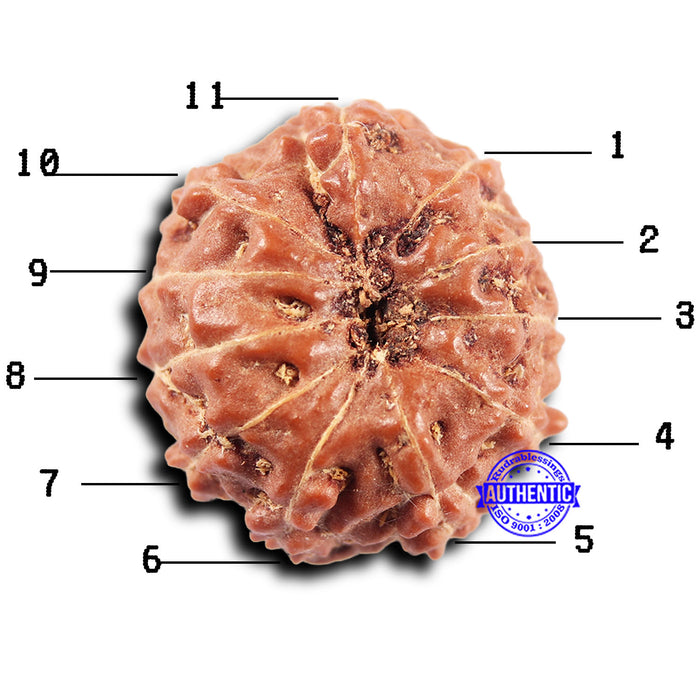 11 Mukhi Indonesian Rudraksha - Bead No. 249