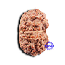 Load image into Gallery viewer, 11 Mukhi Indonesian Rudraksha - Bead No. 250
