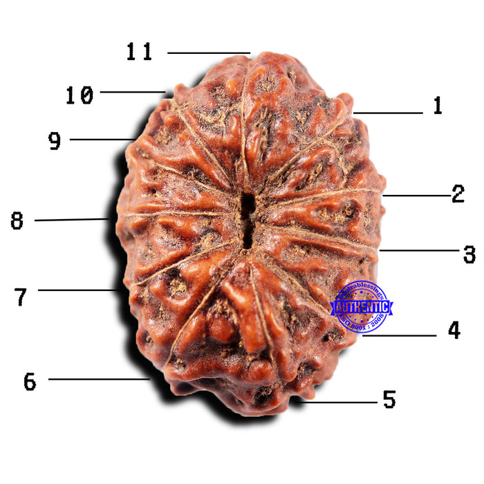 11 Mukhi Indonesian Rudraksha - Bead No. 251