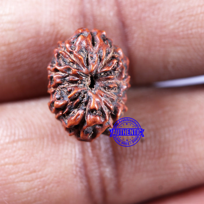11 Mukhi Indonesian Rudraksha - Bead No. 251