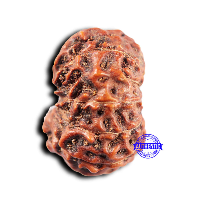 11 Mukhi Indonesian Rudraksha - Bead No. 251