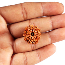 Load image into Gallery viewer, 11 Mukhi Nepalese Rudraksha - Bead No. 386
