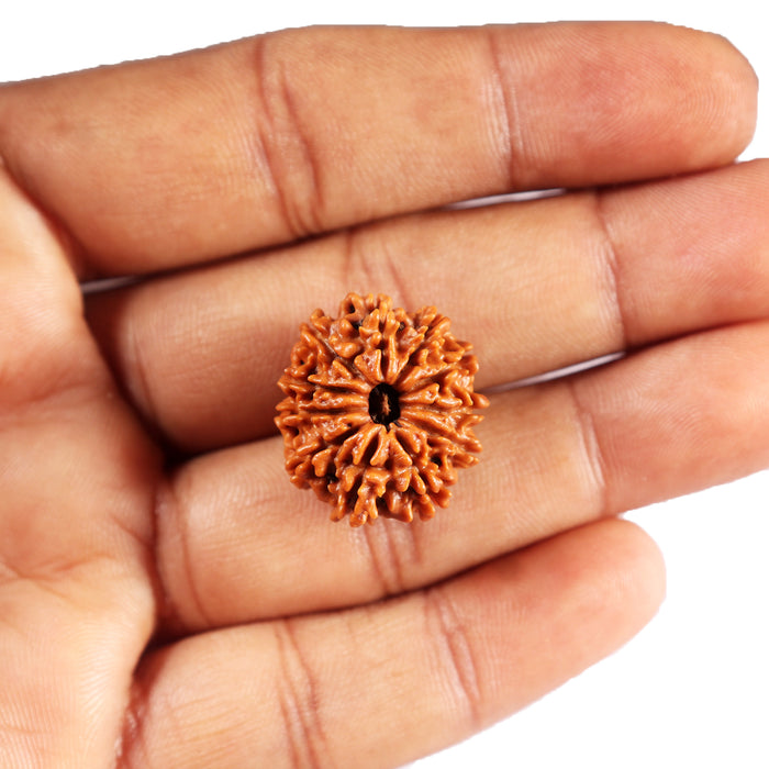 11 Mukhi Nepalese Rudraksha - Bead No. 386