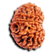 Load image into Gallery viewer, 11 Mukhi Nepalese Rudraksha - Bead No. 386
