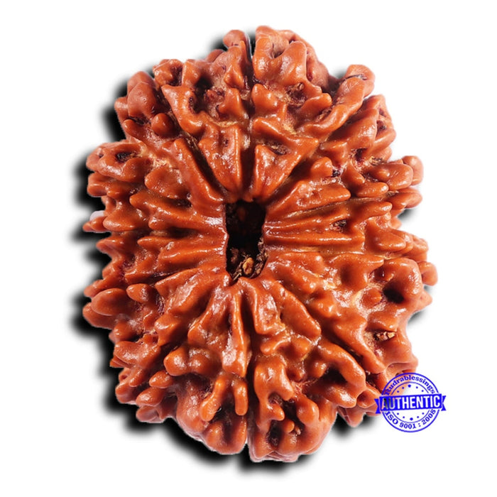 11 Mukhi Nepalese Rudraksha - Bead No. 389