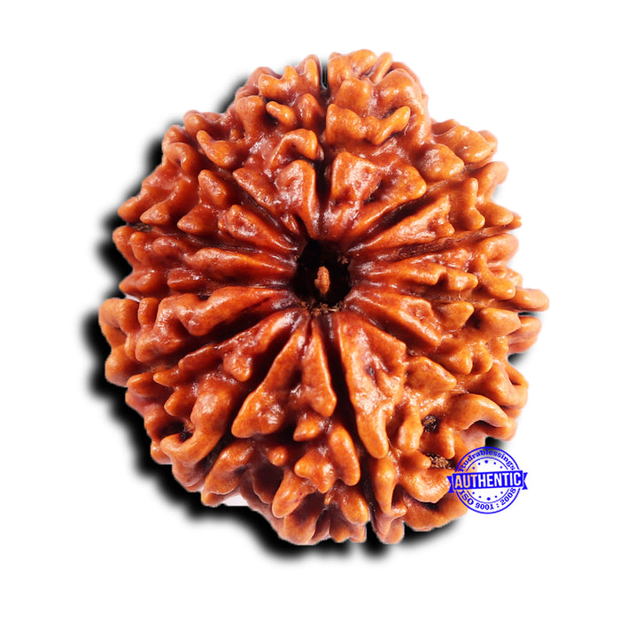 11 Mukhi Nepalese Rudraksha - Bead No. 390