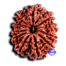 Load image into Gallery viewer, 11 Mukhi Nepalese Rudraksha - Bead No. 391
