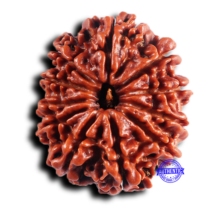 11 Mukhi Nepalese Rudraksha - Bead No. 391