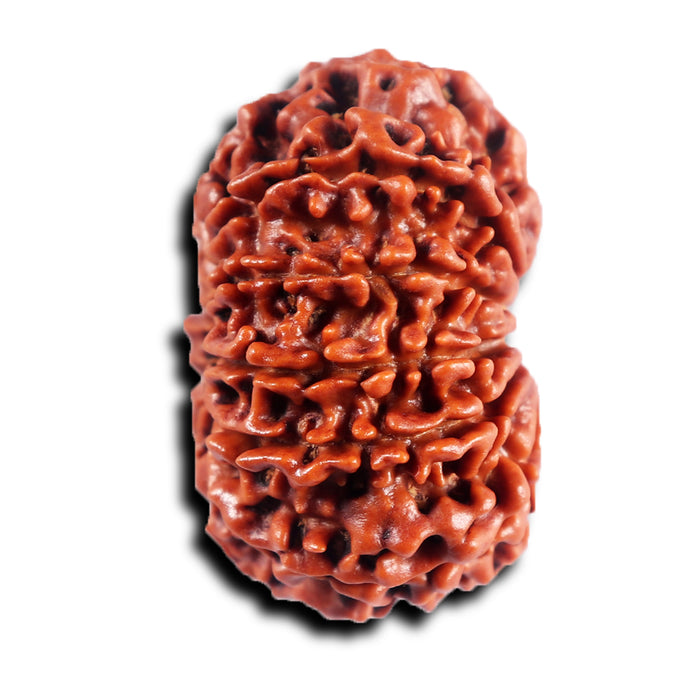 11 Mukhi Nepalese Rudraksha - Bead No. 391