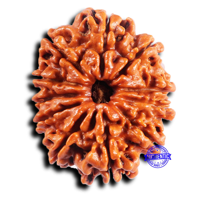 11 Mukhi Nepalese Rudraksha - Bead No. 392