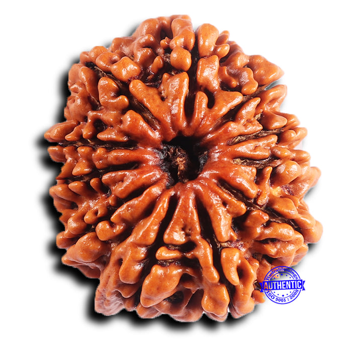 11 Mukhi Nepalese Ganesha Rudraksha - Bead No. 394