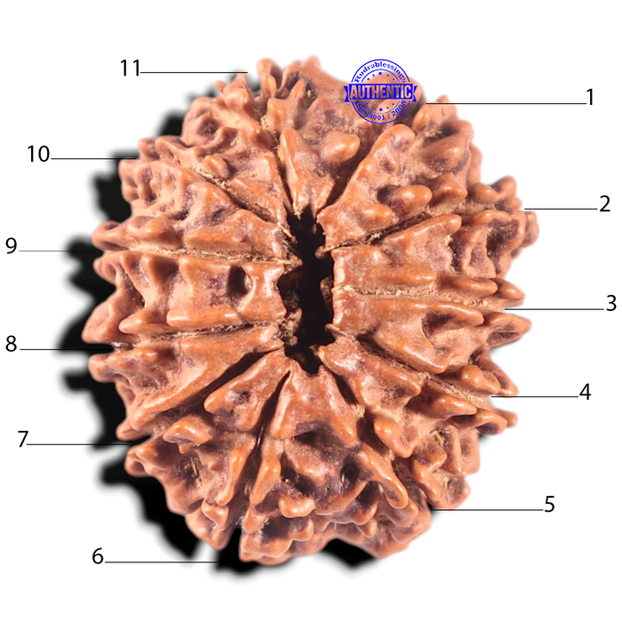 11 Mukhi Nepalese Rudraksha - Bead No. 211A