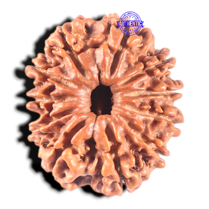 11 Mukhi Nepalese Rudraksha - Bead No. 211A