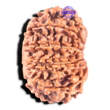 Load image into Gallery viewer, 11 Mukhi Nepalese Rudraksha - Bead No. 211A
