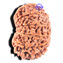 Load image into Gallery viewer, 11 Mukhi Nepalese Rudraksha - Bead No. 211A
