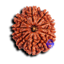 Load image into Gallery viewer, 11 Mukhi Nepalese Rudraksha - Bead No. 370
