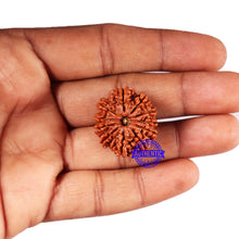Load image into Gallery viewer, 11 Mukhi Nepalese Rudraksha - Bead No. 370
