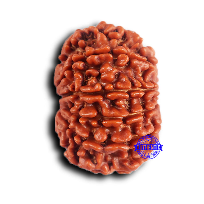 11 Mukhi Nepalese Rudraksha - Bead No. 370