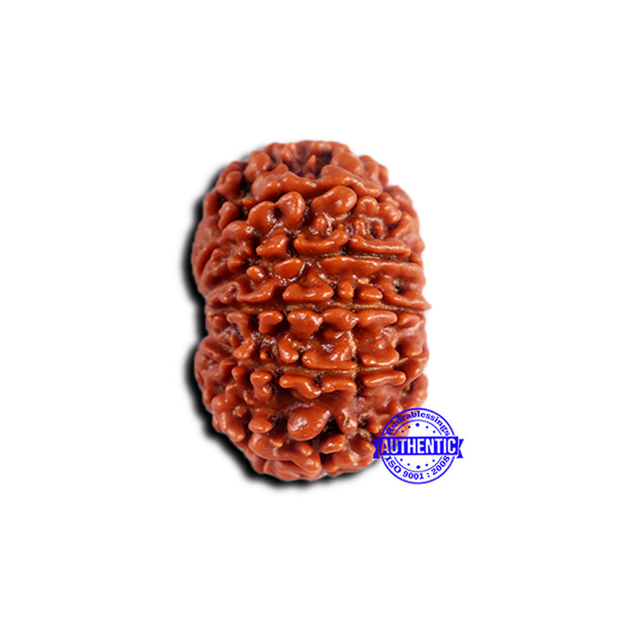 11 Mukhi Nepalese Rudraksha - Bead No. 373